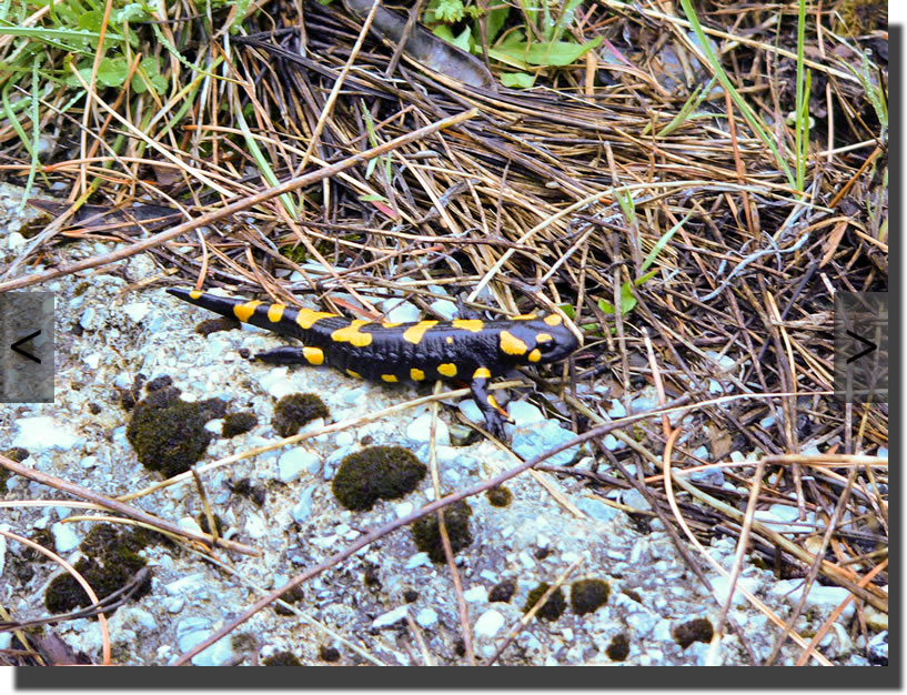 Salamandra salamandra